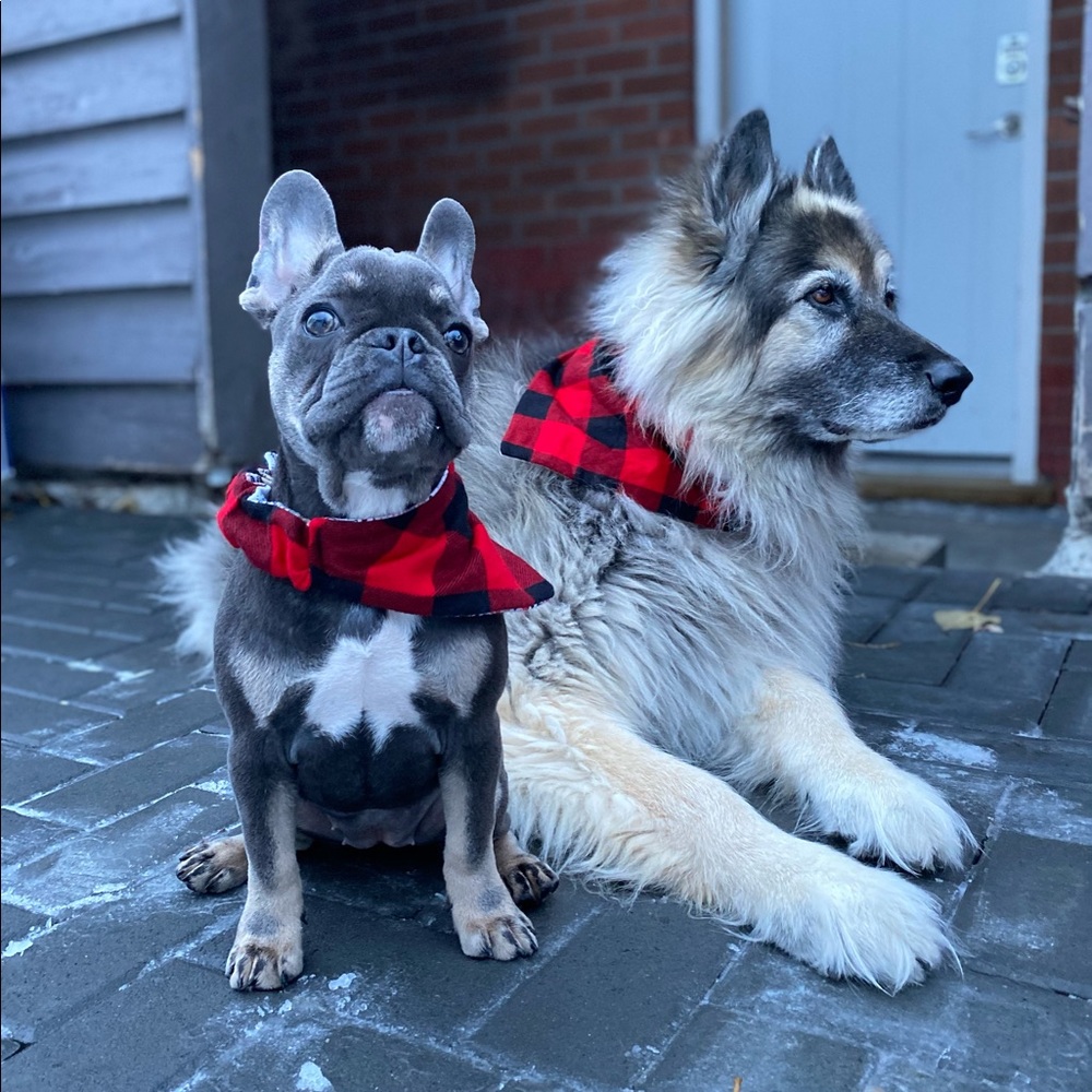 (3 for $15) Bandana
